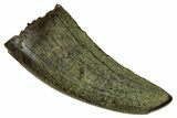 Fossil Tyrannosaur (Nanotyrannus) Tooth - Montana #352299-1